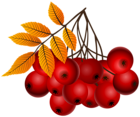 Fall Mountain Ash Plants PNG Clipart