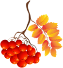 Fall Plant PNG Clip Art Image