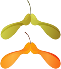 Fall Sycamore Seeds PNG Clipart