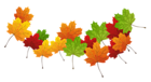 Fall Transparent Leaves