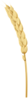 Golden Wheat PNG Clipart