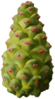 Green Pinecone PNG Clipart