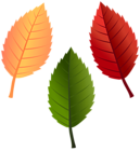 Leaves Fall Colors PNG Clipart