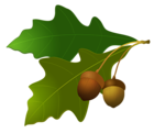 Leaves with Acorns