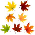 Maple Leaves PNG Clipart