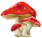 Mushrooms PNG Picture