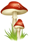 Mushrooms Transparent PNG Picture