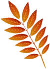 Orange Autumn Leaf PNG Clip Art Image