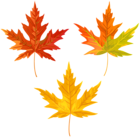 Orange Fall Leaves PNG Clip Art Image