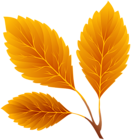 Orange Fall Leaves PNG Clipart Image