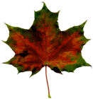 Red Fall Leaf PNG Clipart Image