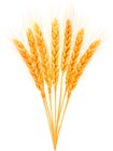 Ripe Wheat Classes PNG Clip Art Image