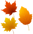 Set of Autumn Leaves Clipart PNG Image
