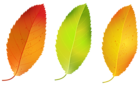 Three Fall Leaves Set PNG Clipart Image