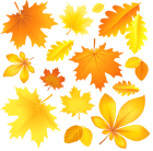 Transparent Fall Leaves Picture