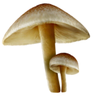 Transparent Fall Mushrooms PNG Picture