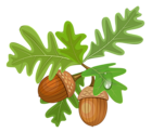 Transparent Leaves with Acorns