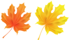 Transparent Yellow and Orange Leaves Picture