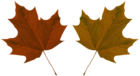 Two Autumn Leaves PNG Clipart