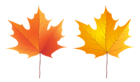 Two Autumn Leaves Set PNG Clipart
