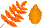 Two Orange Fall Leaves PNG Clip Art Image