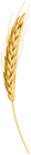 Wheat Class PNG Clipart