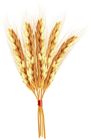 Wheat Classes PNG Clip Art Image