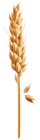 Wheat Grain PNG Clip Art Image