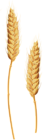 Wheat Stalks Transparent Clip Art Image