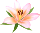 Alstroemeria Deco Flower PNG Clip Art Image