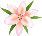 Alstroemeria Flower PNG Clip Art Image