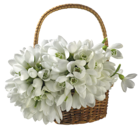 Basket with Spring Snowdrops PNG Transparent Picture