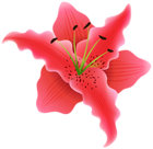 Beautiful Exotic Flower PNG Clipart Image