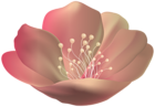 Beautiful Flower PNG Transparent Clipart