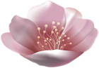 Beautiful Pink Flower PNG Transparent Clipart