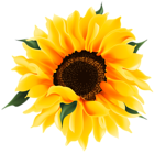 Beautiful Sunflower PNG Transparent Clipart