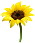 Beautiful Sunflower Transparent PNG Clip Art Image