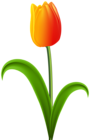 Beautiful Tulip Transparent PNG Clip Art