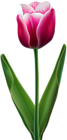 Beautiful Tulip Transparent PNG Clip Art Image