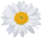 Beautiful White Daisy PNG Clip Art Image