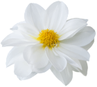 Beautiful White Flower PNG Clip Art Image