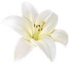 Beautiful White Flower PNG Clipart Image