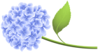 Blue Hortensia PNG Clip Art
