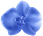 Blue Orchid PNG Transparent Clipart