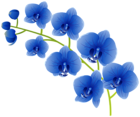 Blue Orchids PNG Clipart
