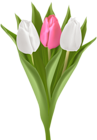 Bouquet with Tulips Transparent Clip Art