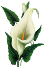 Calla Lily PNG Picture