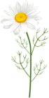 Camomile PNG Clipart