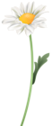 Chamomile Flower PNG Clip Art Image
