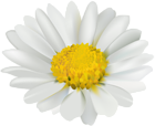 Chamomile Flower Transparent Clip Art Image | Gallery Yopriceville ...